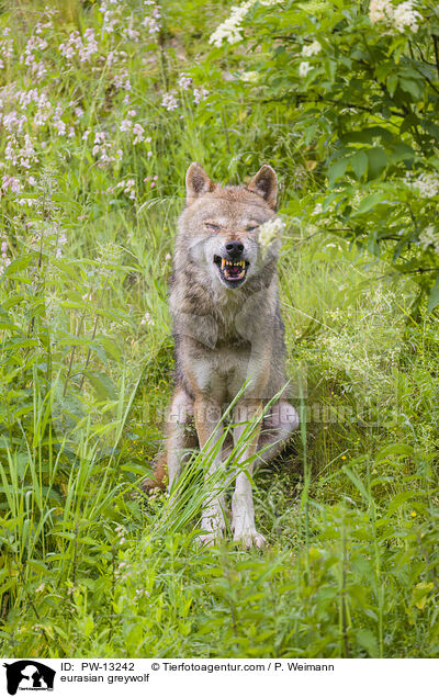 Eurasischer Grauwolf / eurasian greywolf / PW-13242