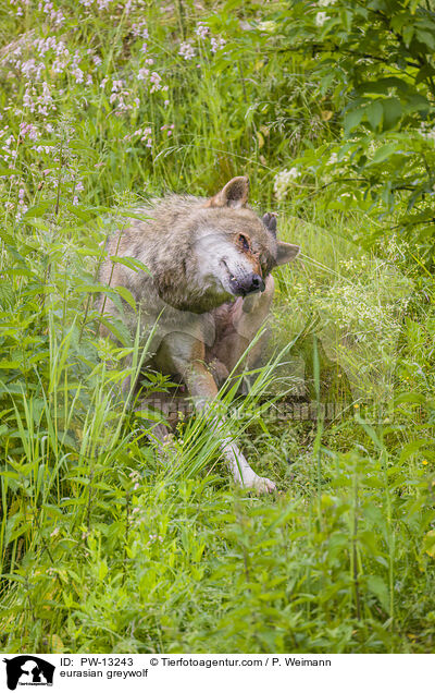 Eurasischer Grauwolf / eurasian greywolf / PW-13243