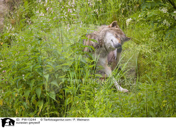 Eurasischer Grauwolf / eurasian greywolf / PW-13244