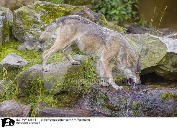 Eurasischer Grauwolf / eurasian greywolf / PW-13614