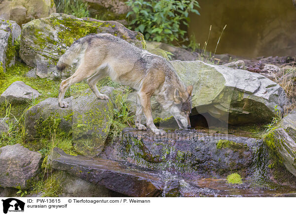 Eurasischer Grauwolf / eurasian greywolf / PW-13615