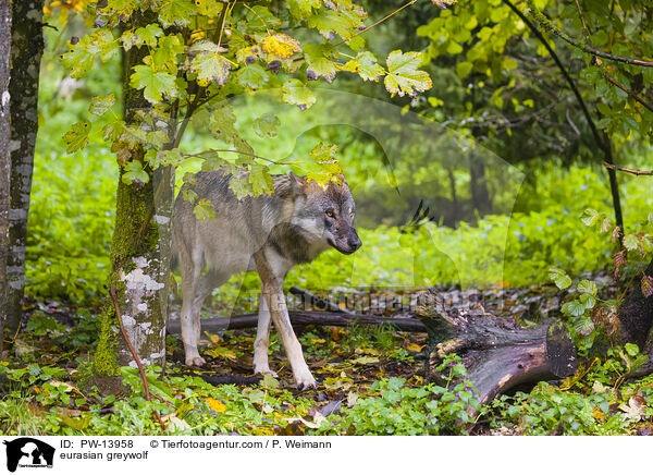Eurasischer Grauwolf / eurasian greywolf / PW-13958