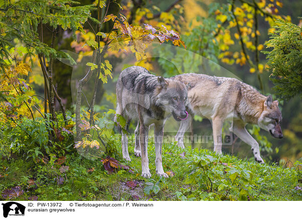 Eurasische Grauwlfe / eurasian greywolves / PW-13972