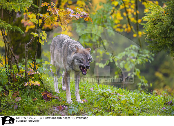 Eurasischer Grauwolf / eurasian greywolf / PW-13973