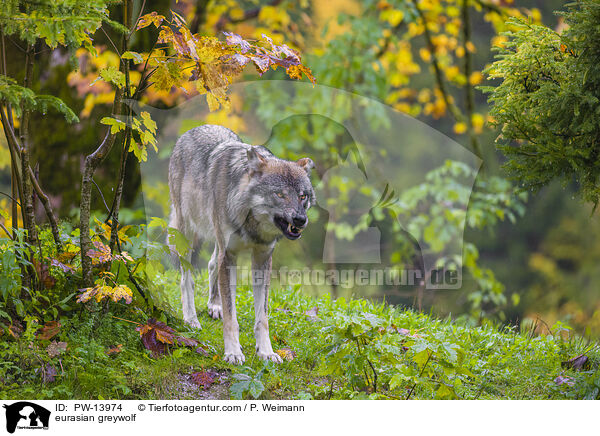 Eurasischer Grauwolf / eurasian greywolf / PW-13974