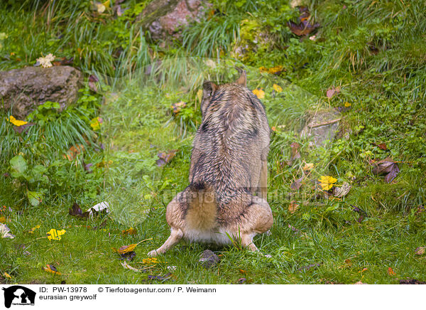 Eurasischer Grauwolf / eurasian greywolf / PW-13978