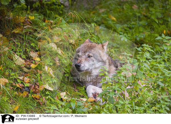 Eurasischer Grauwolf / eurasian greywolf / PW-13989