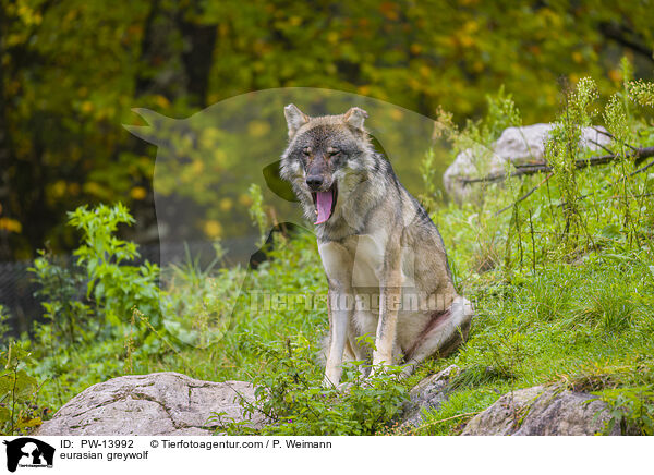 Eurasischer Grauwolf / eurasian greywolf / PW-13992