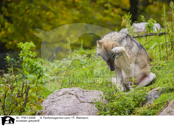 Eurasischer Grauwolf / eurasian greywolf / PW-13996