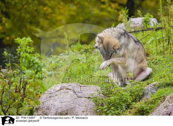 Eurasischer Grauwolf / eurasian greywolf / PW-13997