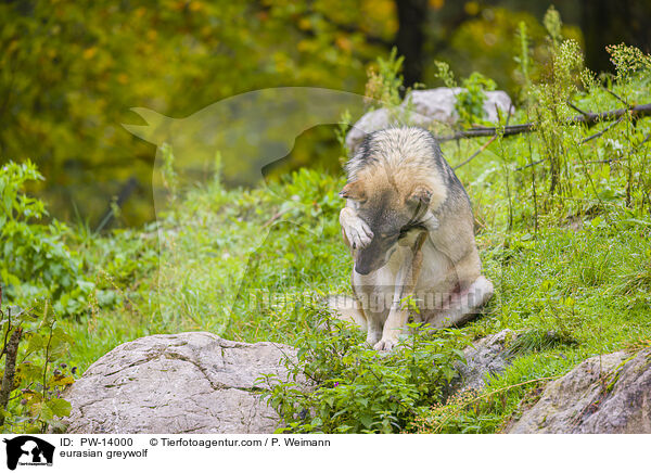 Eurasischer Grauwolf / eurasian greywolf / PW-14000