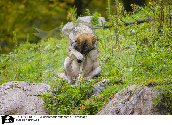 Eurasischer Grauwolf / eurasian greywolf / PW-14008