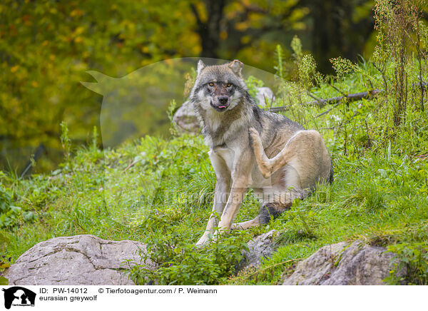 Eurasischer Grauwolf / eurasian greywolf / PW-14012