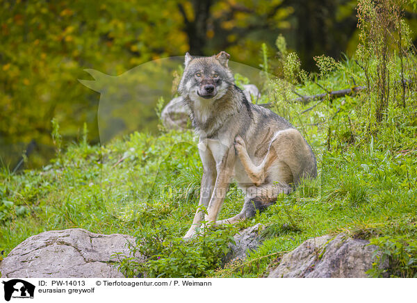 Eurasischer Grauwolf / eurasian greywolf / PW-14013