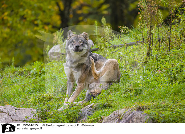 Eurasischer Grauwolf / eurasian greywolf / PW-14015