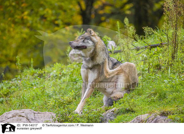 Eurasischer Grauwolf / eurasian greywolf / PW-14017