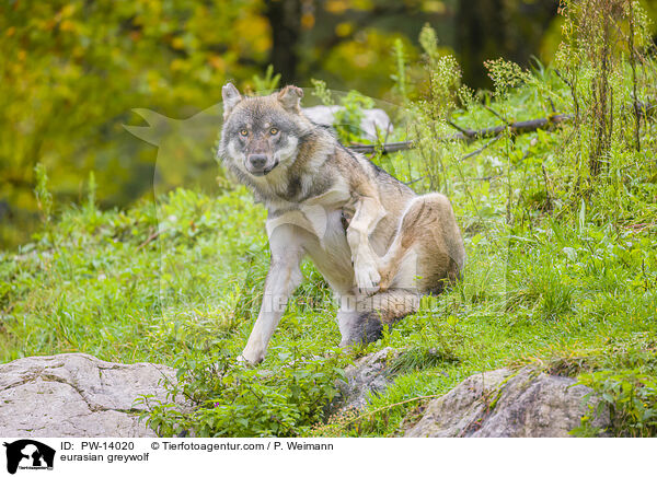 Eurasischer Grauwolf / eurasian greywolf / PW-14020