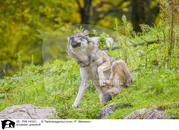 Eurasischer Grauwolf / eurasian greywolf / PW-14021