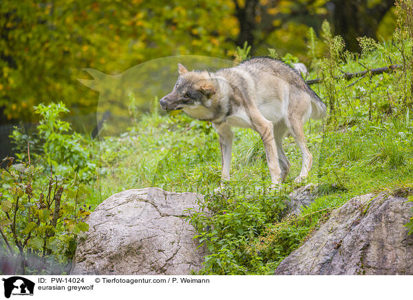 Eurasischer Grauwolf / eurasian greywolf / PW-14024