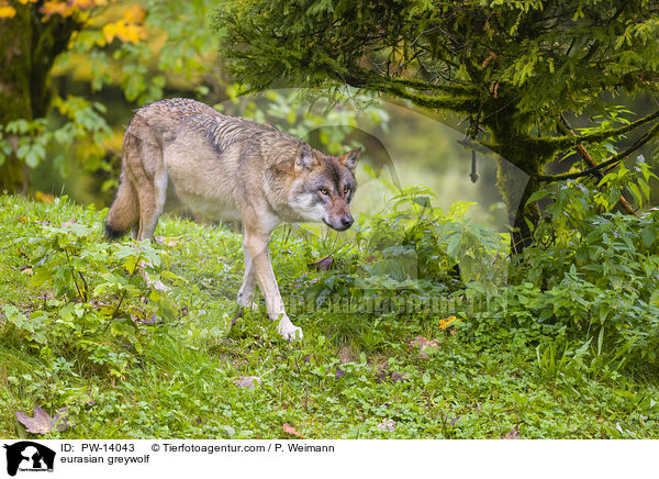 Eurasischer Grauwolf / eurasian greywolf / PW-14043