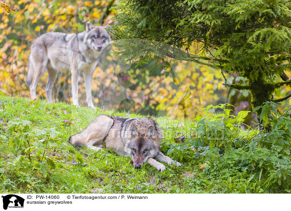 Eurasische Grauwlfe / eurasian greywolves / PW-14060