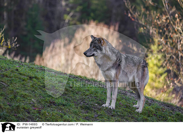 Eurasischer Grauwolf / eurasian greywolf / PW-14693