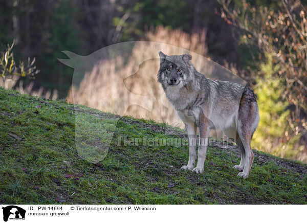 Eurasischer Grauwolf / eurasian greywolf / PW-14694