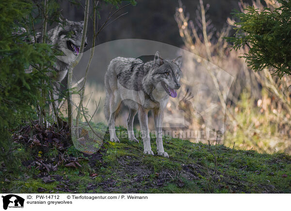 eurasian greywolves / PW-14712