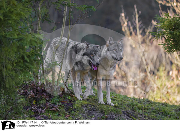 Eurasische Grauwlfe / eurasian greywolves / PW-14714