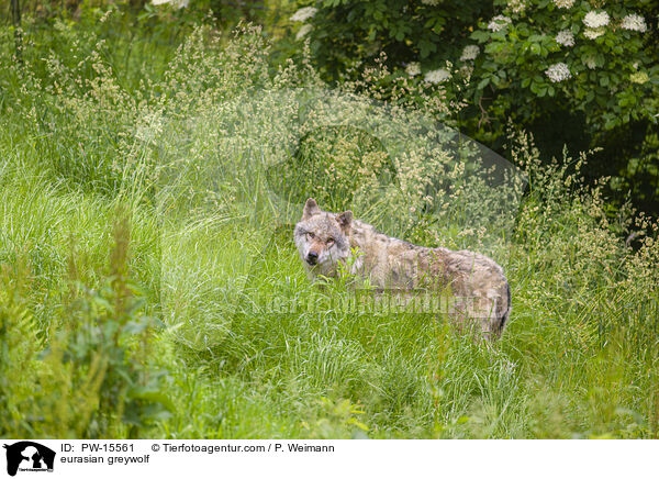Eurasischer Grauwolf / eurasian greywolf / PW-15561