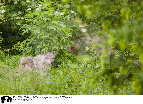 Eurasischer Grauwolf / eurasian greywolf / PW-15564