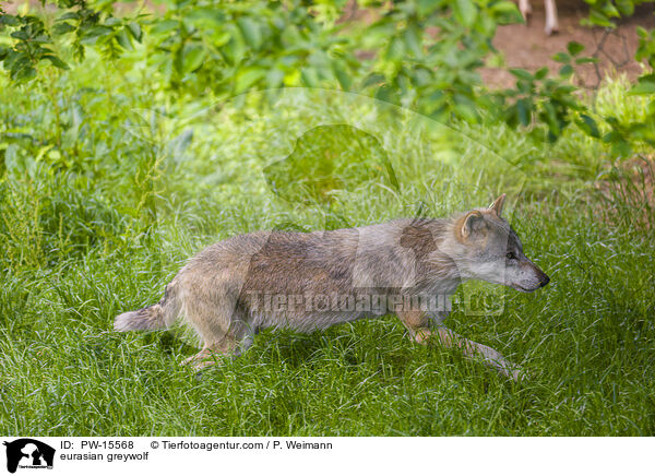 eurasian greywolf / PW-15568
