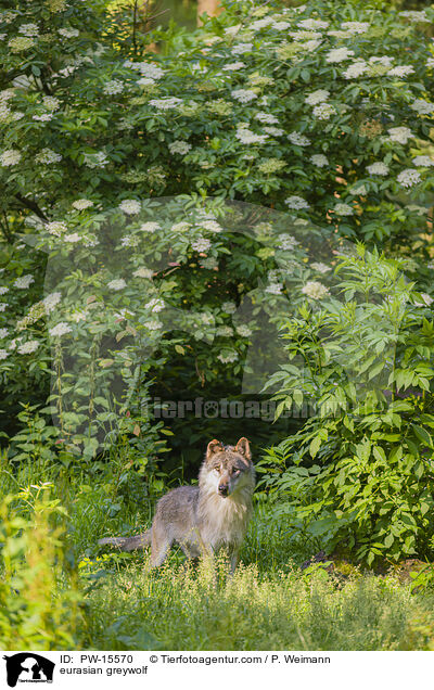 Eurasischer Grauwolf / eurasian greywolf / PW-15570