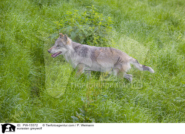eurasian greywolf / PW-15572