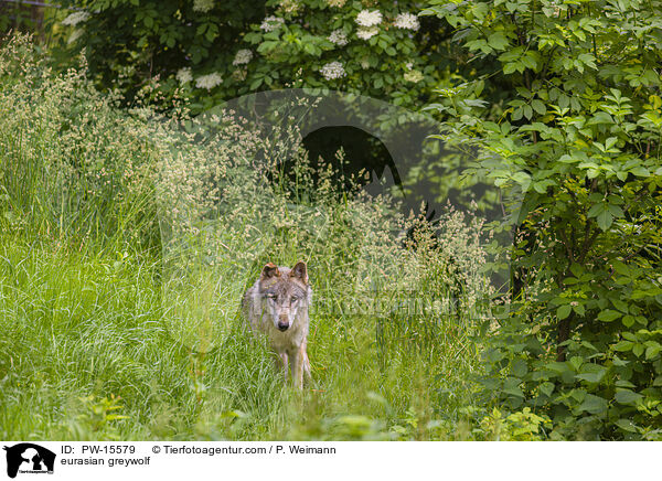 eurasian greywolf / PW-15579