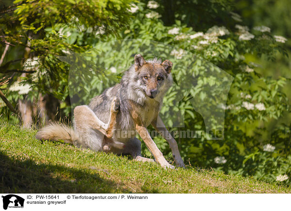 Eurasischer Grauwolf / eurasian greywolf / PW-15641