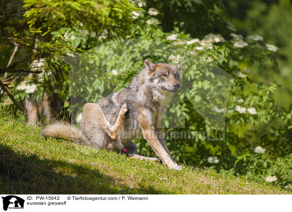 Eurasischer Grauwolf / eurasian greywolf / PW-15642