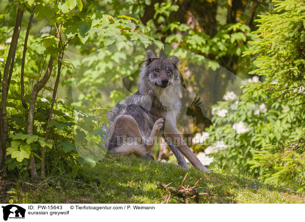 Eurasischer Grauwolf / eurasian greywolf / PW-15643