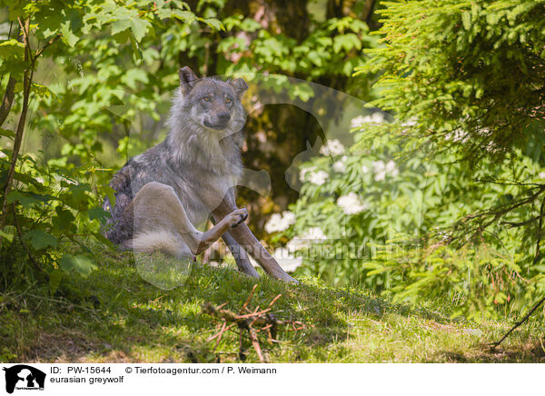 Eurasischer Grauwolf / eurasian greywolf / PW-15644