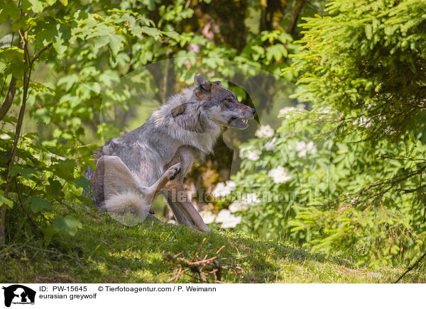 Eurasischer Grauwolf / eurasian greywolf / PW-15645
