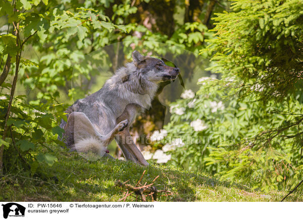 Eurasischer Grauwolf / eurasian greywolf / PW-15646