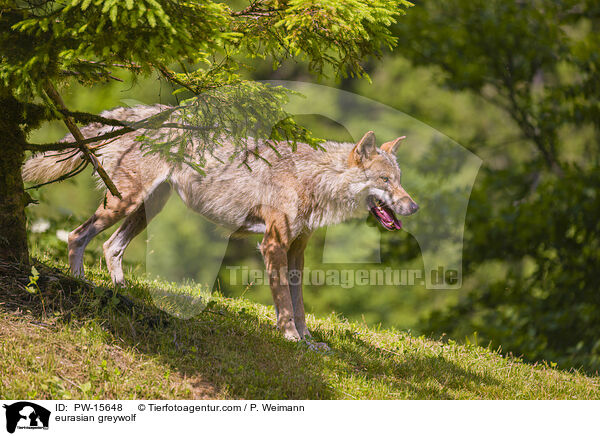eurasian greywolf / PW-15648