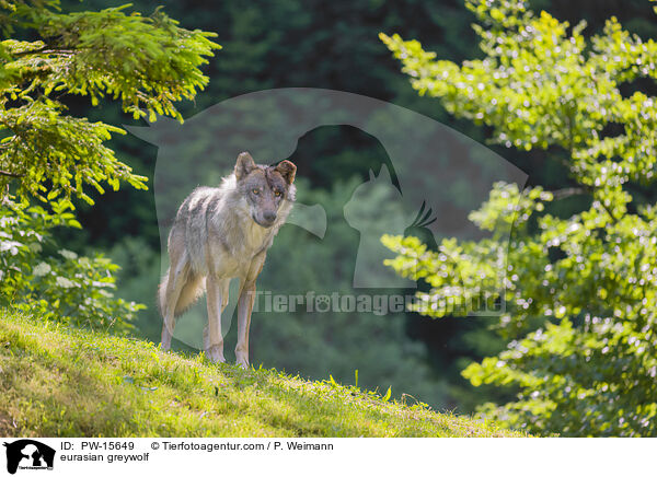eurasian greywolf / PW-15649