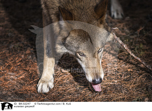 Eurasischer Grauwolf / eurasian greywolf / BK-02247