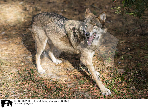 eurasian greywolf / BK-02250