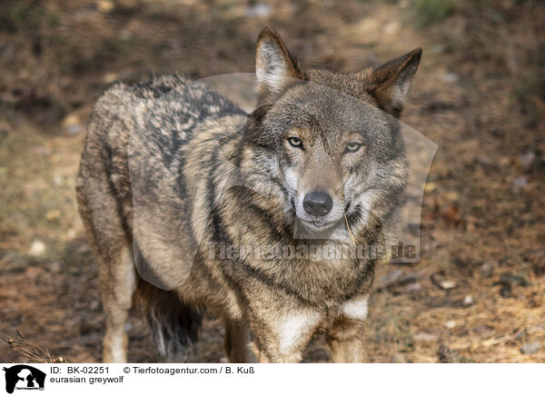eurasian greywolf / BK-02251