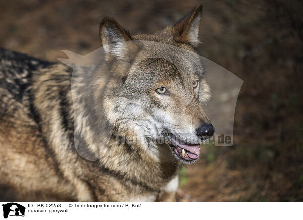 eurasian greywolf / BK-02253