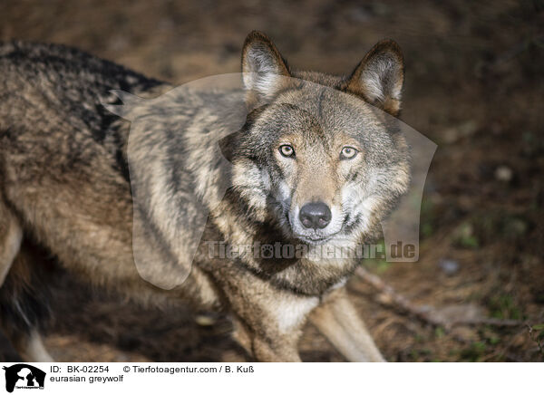 eurasian greywolf / BK-02254