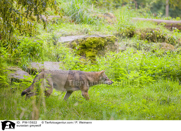 Eurasischer Grauwolf / eurasian greywolf / PW-15922