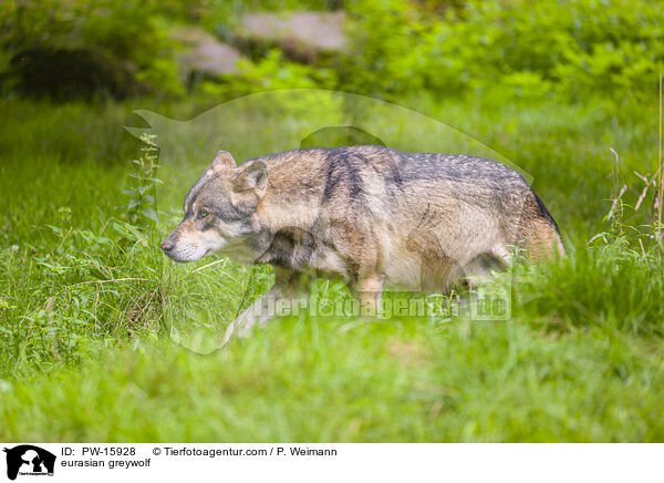 eurasian greywolf / PW-15928